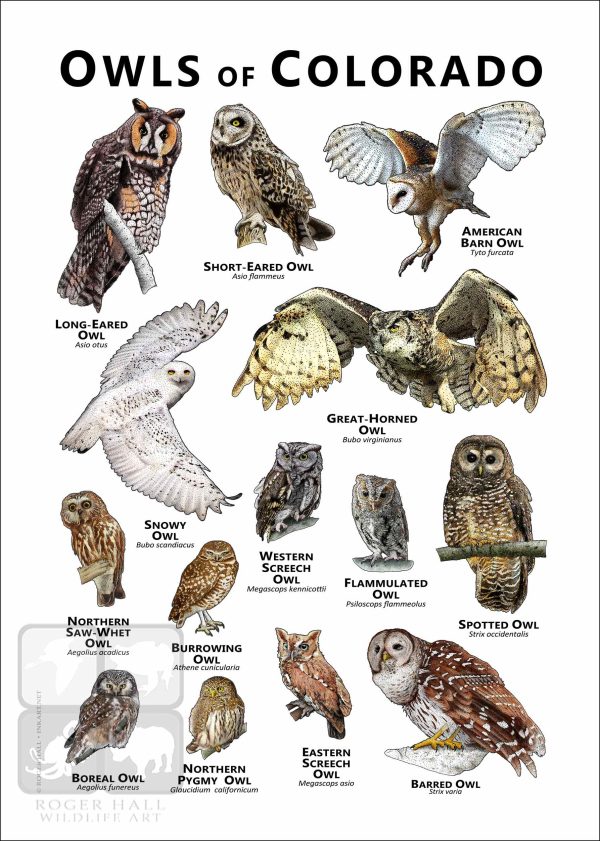 Owls of Colorado Poster Print - Image 2