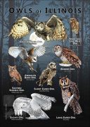 Owls of Illinois poster print