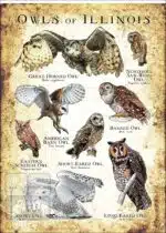 Owls of Illinois Poster Print - Image 3
