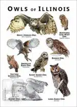 Owls of Illinois Poster Print - Image 2