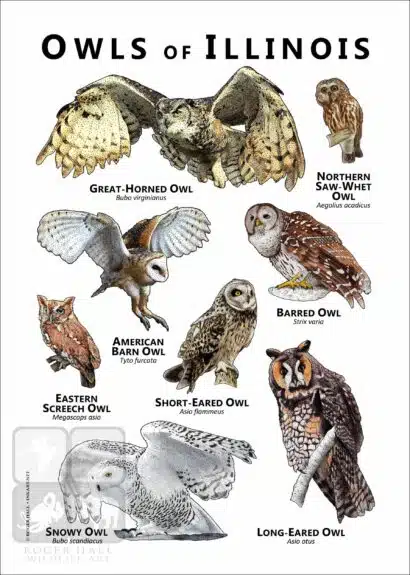 Owls of Illinois Poster Print - Image 2