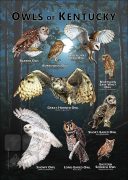 Owls of Kentucky poster print