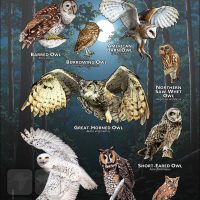 Owls of Kentucky poster print