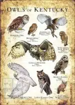 Owls of Kentucky Poster Print - Image 3