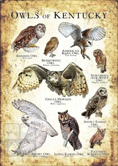Owls of Kentucky Poster Print - Image 3