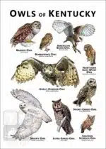 Owls of Kentucky Poster Print - Image 2