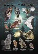 Poster of the Owls of Michigan