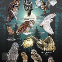 Poster of the Owls of Michigan