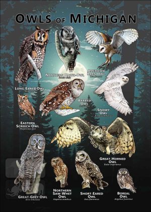 Poster of the Owls of Michigan