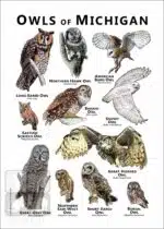 Owls of Michigan Poster Print - Image 2