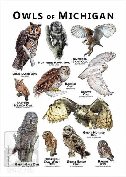 Owls of Michigan Poster Print - Image 2