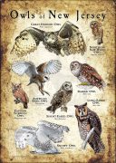 Owls of New Jersey poster print