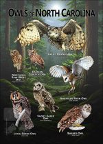 Owls of North Carolina poster print