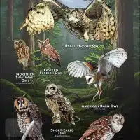Owls of North Carolina poster print