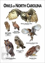 Owls of North Carolina Poster Print - Image 2