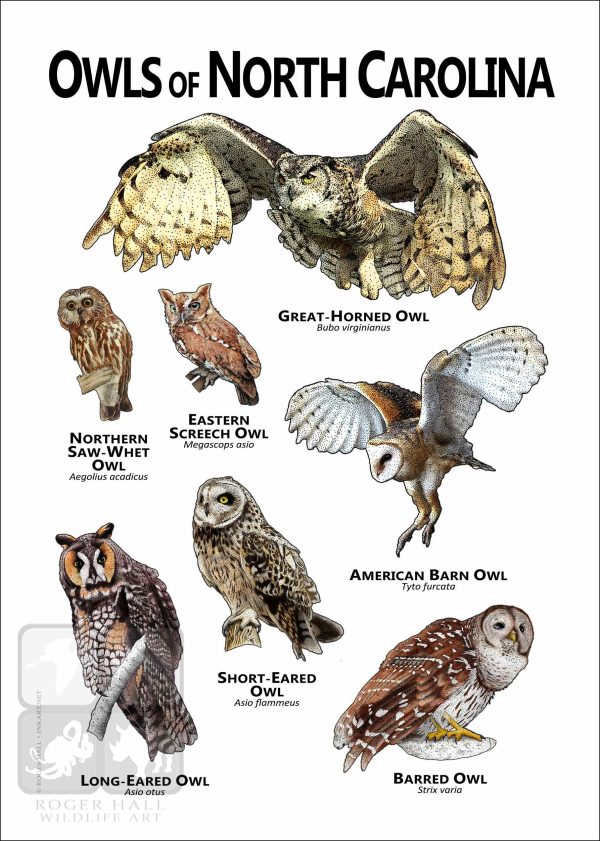 Owls of North Carolina Poster Print - Image 2