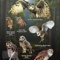 Owls of South Carolina poster print