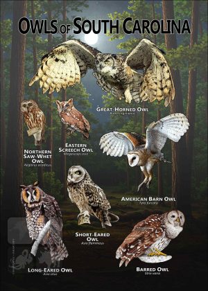 Owls of South Carolina poster print