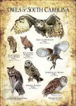 Owls of South Carolina Poster Print - Image 3