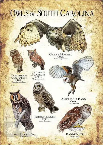 Owls of South Carolina Poster Print - Image 3