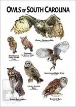 Owls of South Carolina Poster Print - Image 2