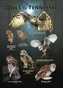 Owls of Tennessee poster print