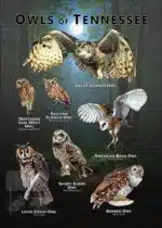 Owls of Tennessee poster print