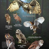 Owls of Tennessee poster print