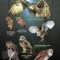 Owls of Tennessee poster print