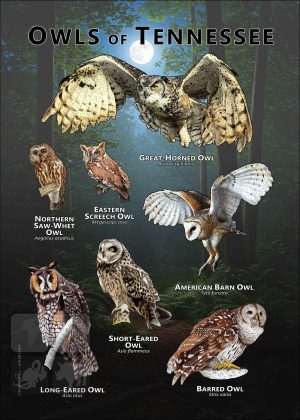Owls of Tennessee poster print