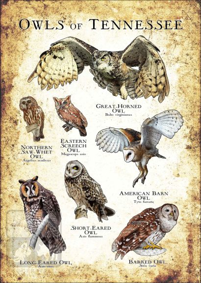 Owls of Tennessee Poster Print - Image 3