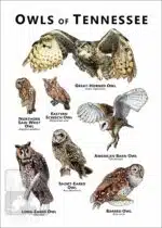 Owls of Tennessee Poster - Wildlife Art - Image 2