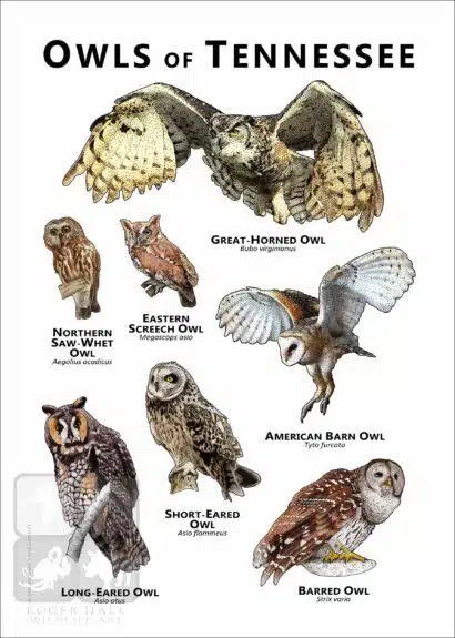 Owls of Tennessee Poster - Wildlife Art - Image 2