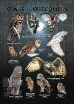 Poster of the Owls of Wisconsin