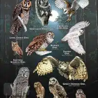 Poster of the Owls of Wisconsin