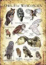 Owls of Wisconsin Poster Print - Image 3
