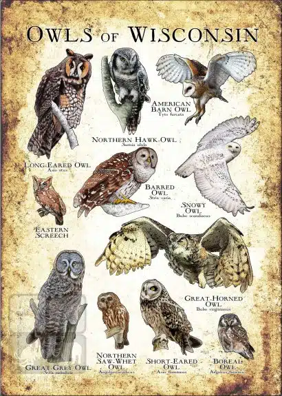 Owls of Wisconsin Poster Print - Image 3