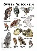 Owls of Wisconsin Poster Print - Image 2