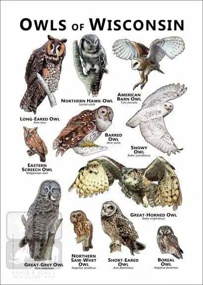 Owls of Wisconsin Poster Print - Image 2