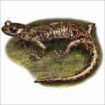 Wandering Salamander illustration