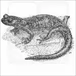 Wandering Salamander black and white illustration
