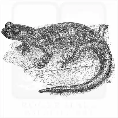 Wandering Salamander black and white illustration
