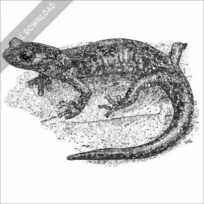 Wandering Salamander black and white stock image