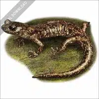 Wandering Salamander stock image