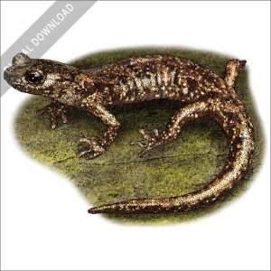 Wandering Salamander stock image