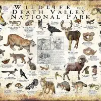 Wildlife of Death Valley National Park National Park poster