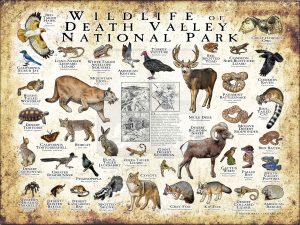 Wildlife of Death Valley National Park National Park poster