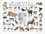 Wildlife of Death Valley National Park National Park poster