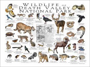 Wildlife of Death Valley National Park National Park poster