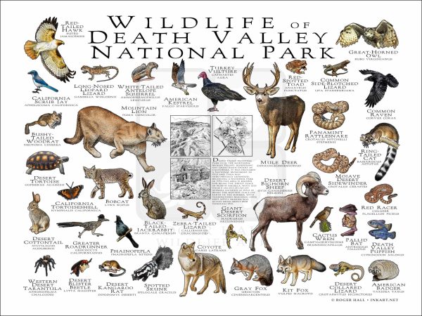 Wildlife of Death Valley National Park National Park poster